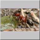 Formica -Serviformica- sanguinea - Blutrote Raubameise 27 9mm - mit Palomena prasina-Gruene Stinkwanze.jpg